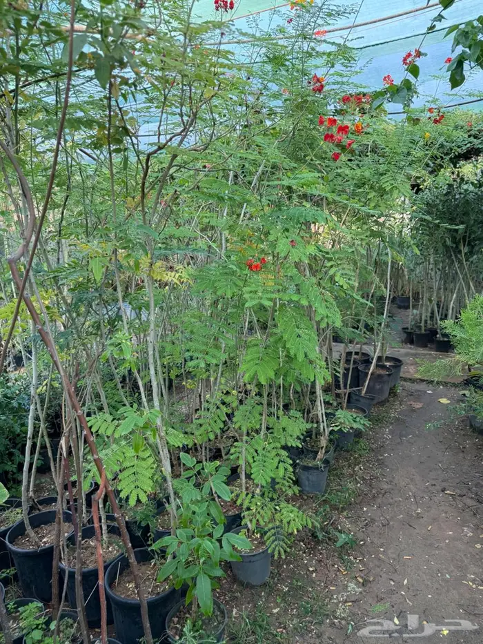 اشجار للبيع 16