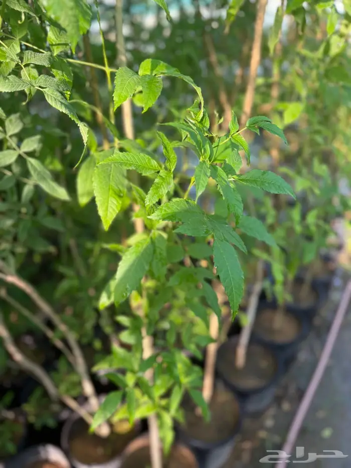 اشجار للبيع 7