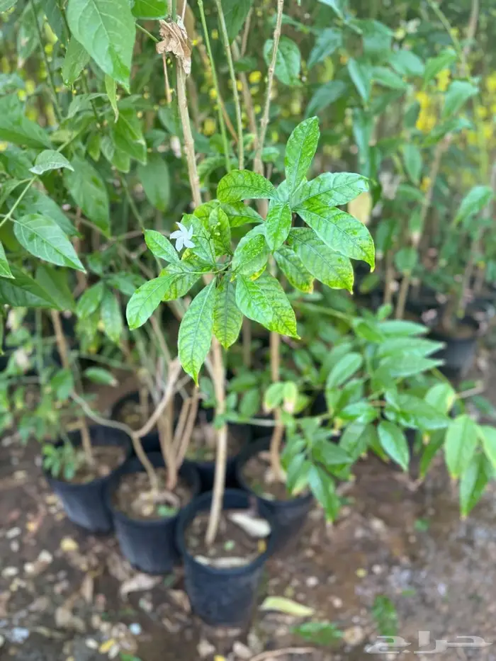 اشجار للبيع 8