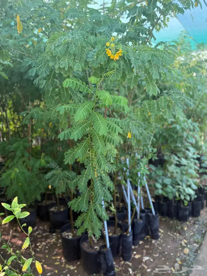 اشجار للبيع 9