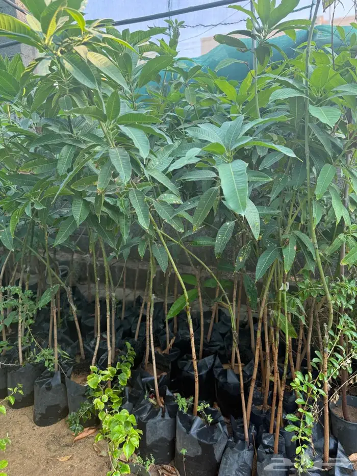 اشجار للبيع 10