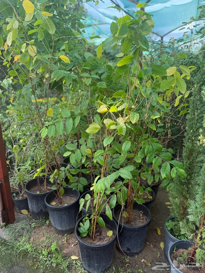 اشجار للبيع 11