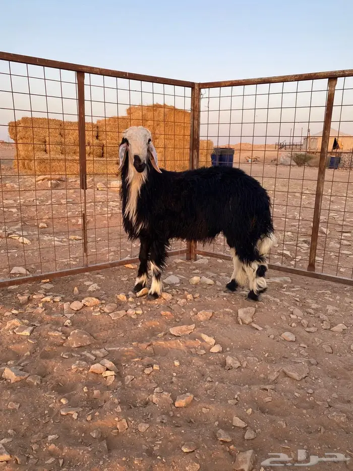 خروف نجدي 0
