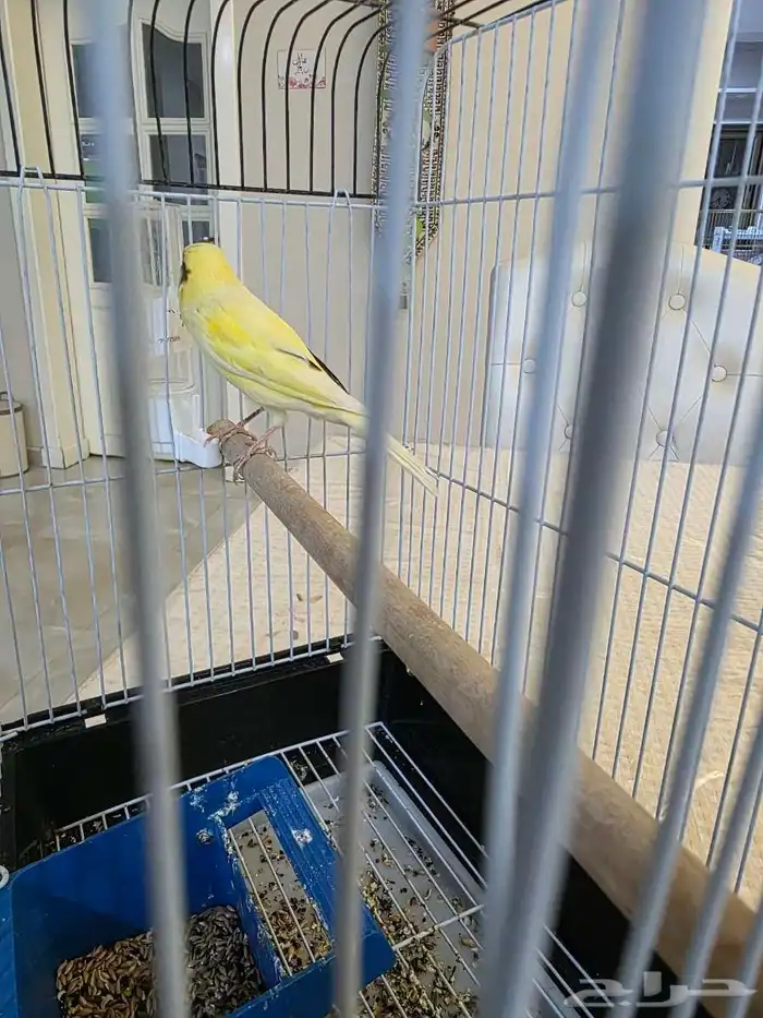 كناري سوري ذكر لبيع شرط الصحة والنظافة والحجم 1