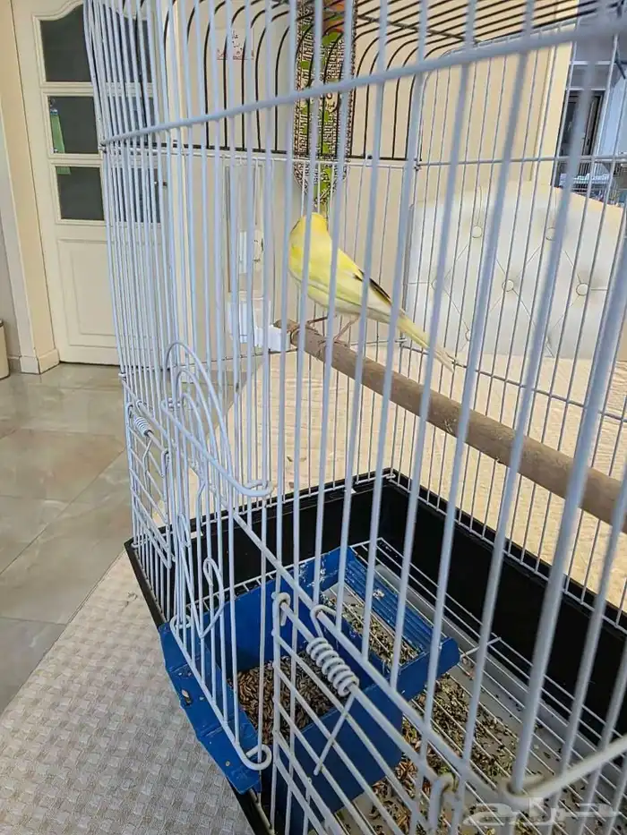 كناري سوري ذكر لبيع شرط الصحة والنظافة والحجم 0