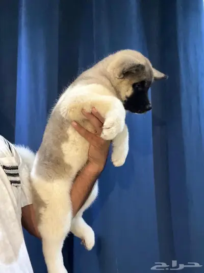 امريكان اكيتا index