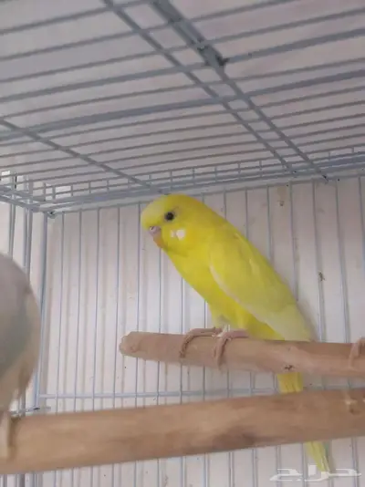 ذكور بادجى index