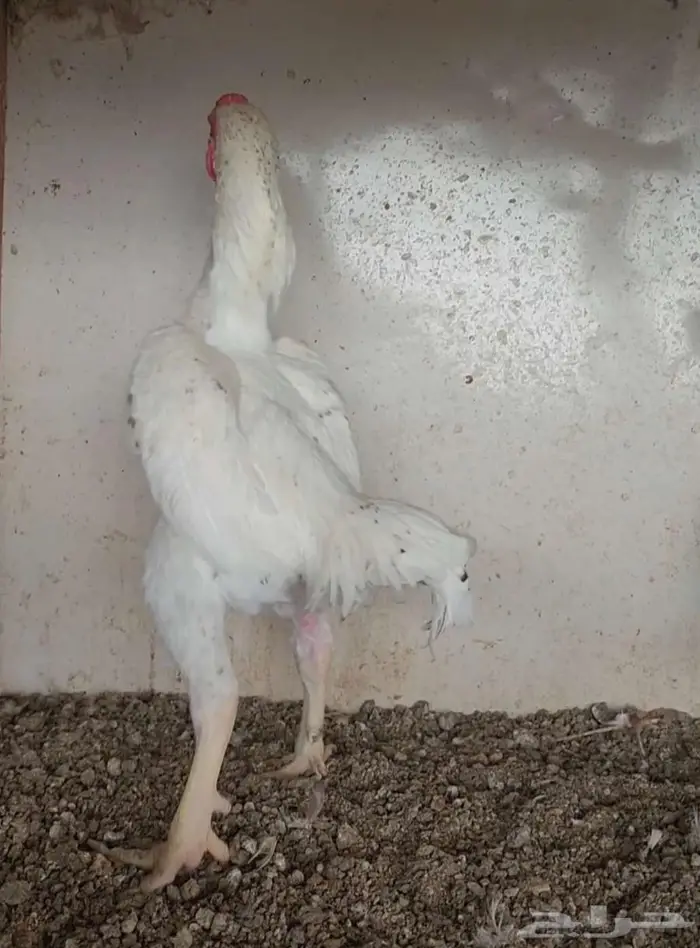 طقم كوشامو قزم 4