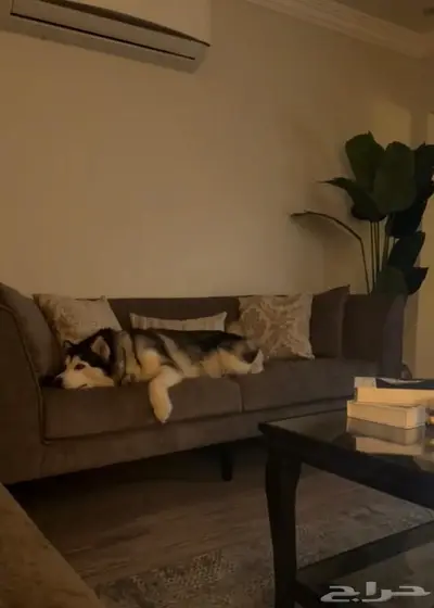 هاسكي سيبيري مستوى توب index