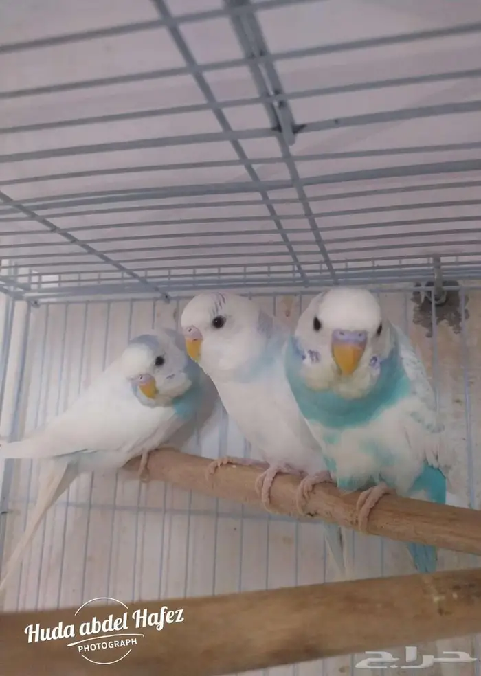 ذكور بادجى 0