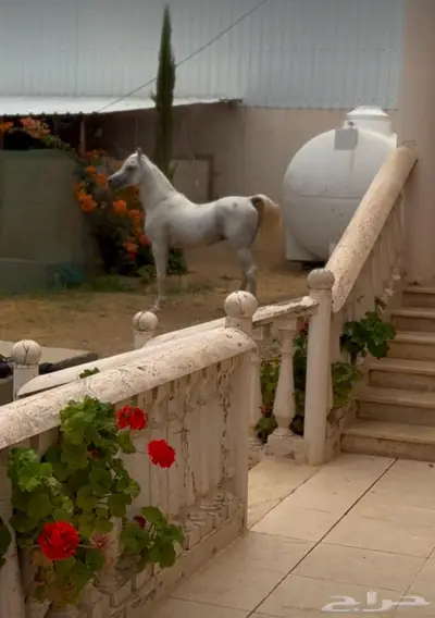 حصان مصري بيور للبيع index