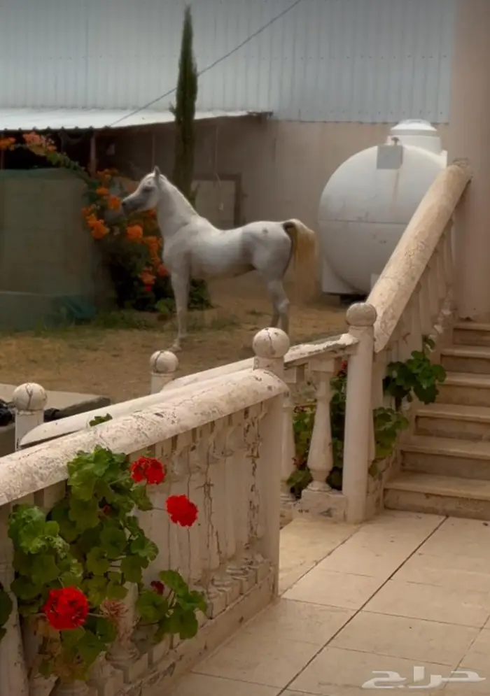 حصان مصري بيور للبيع 0