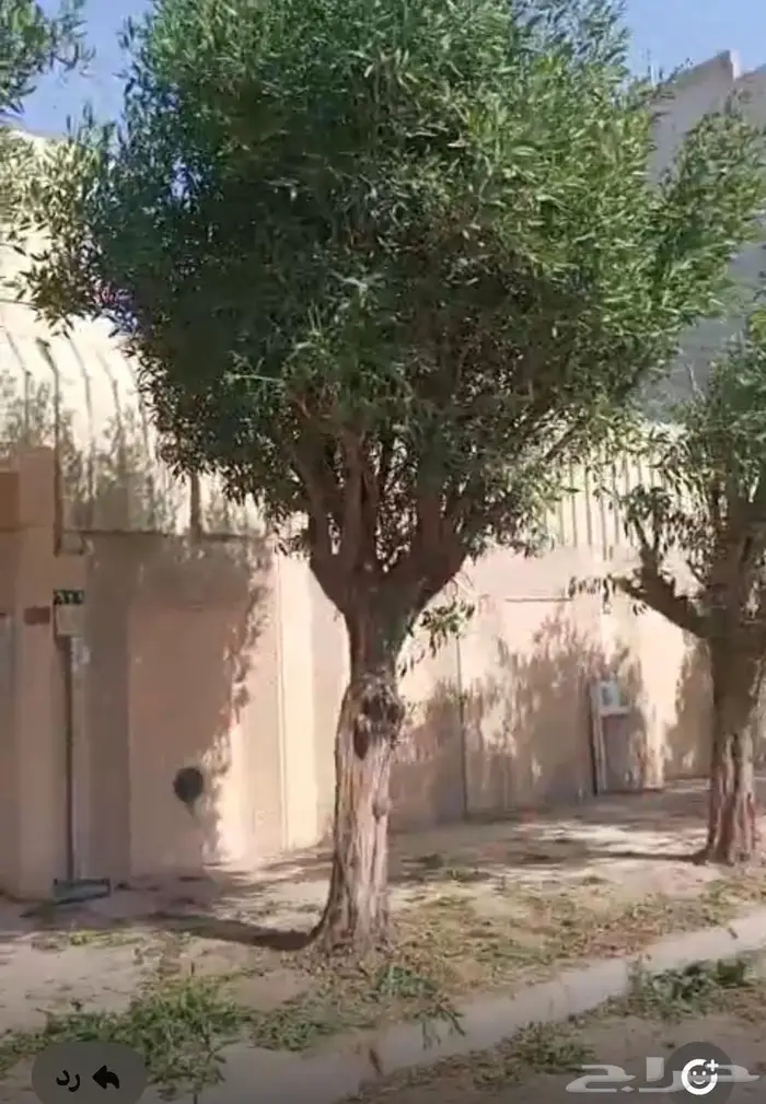 فيلا دور حي الجزيرة ( اسكان حي الجزيرة ) 6