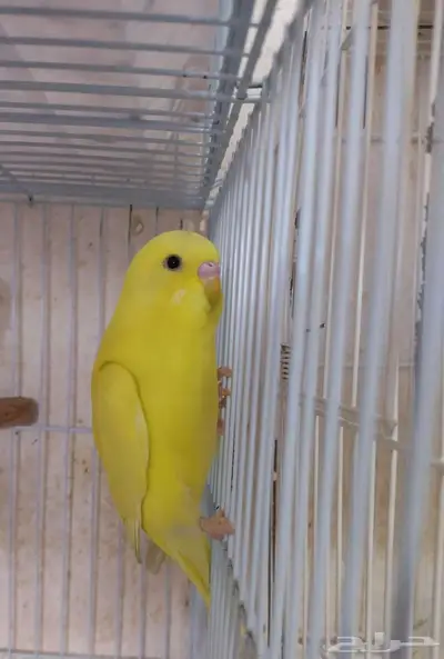 ذكور بادجى index