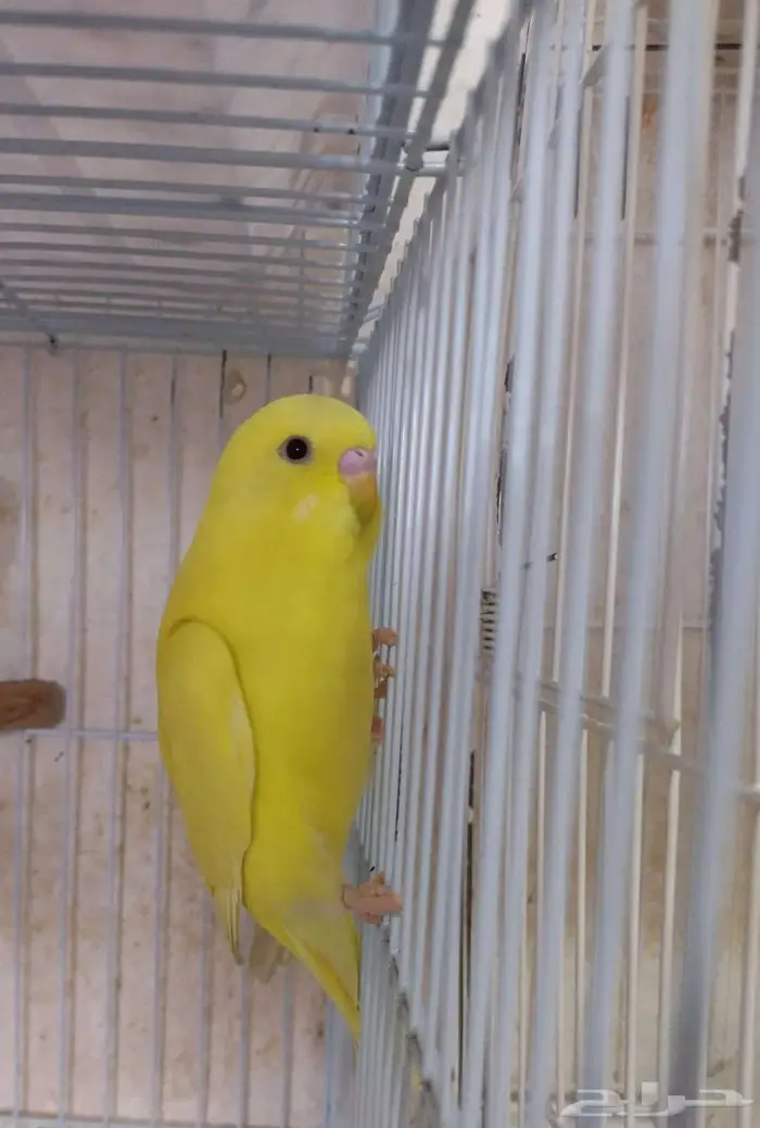 ذكور بادجى 1