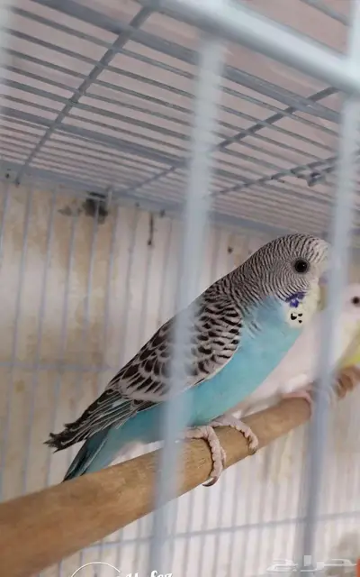 ذكور بادجى index