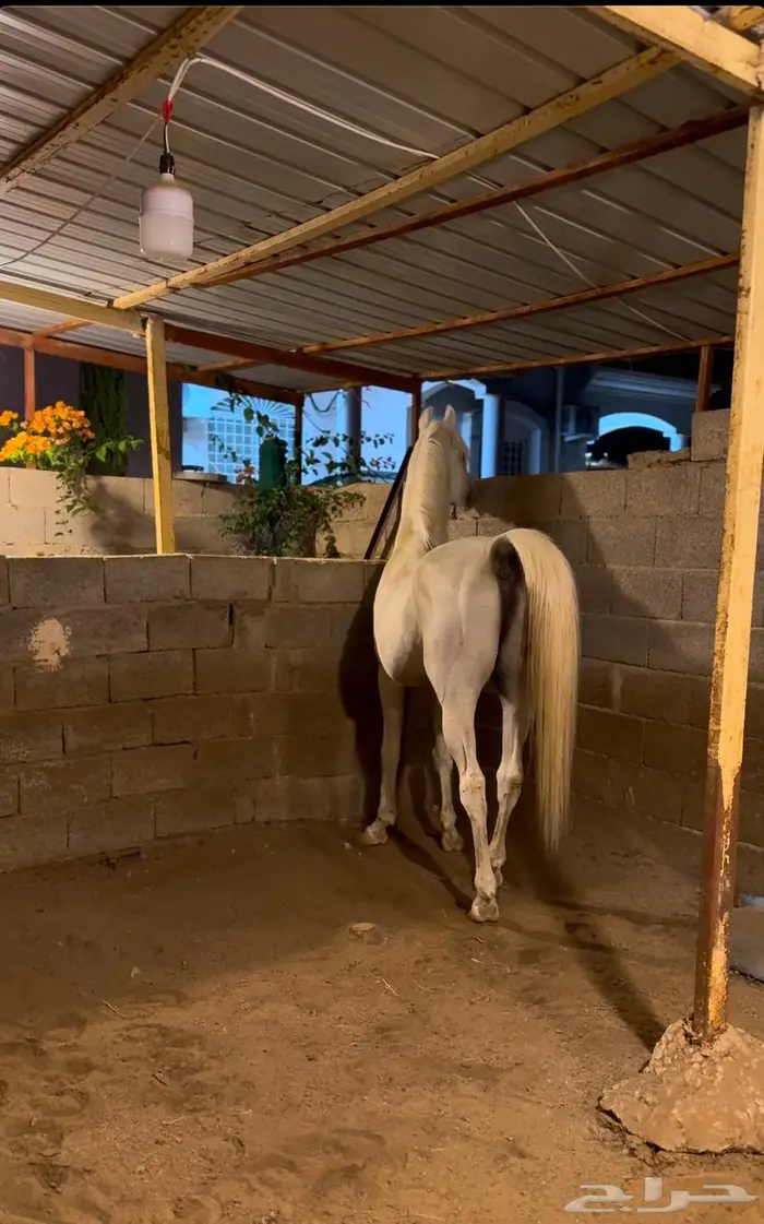 حصان مصري بيور للبيع 2