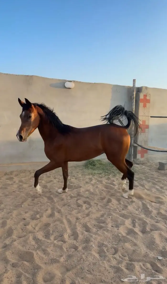 حصان مهر شعبي 0