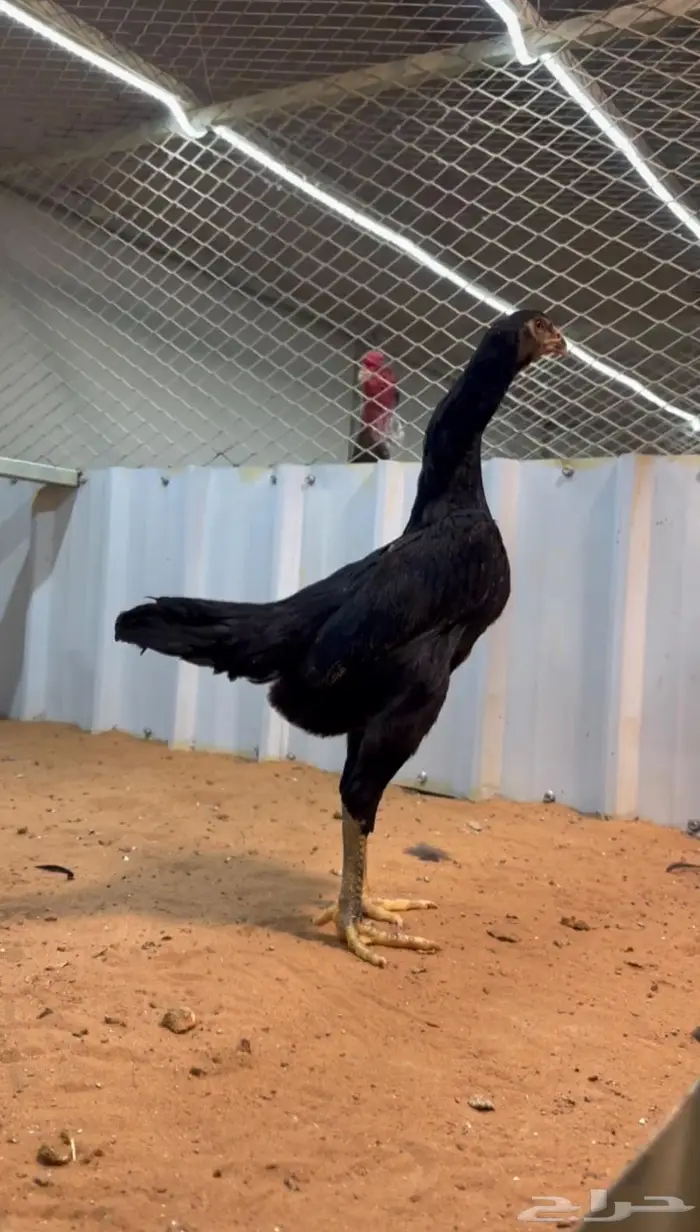 دجاجه شامو الماني هزاز 0