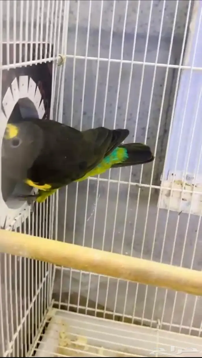 جوز ماير من نوادر الطيور 2