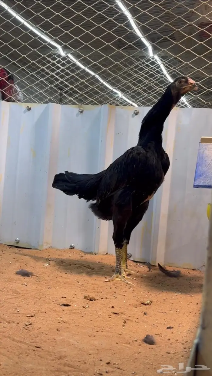 دجاجه شامو الماني هزاز 2