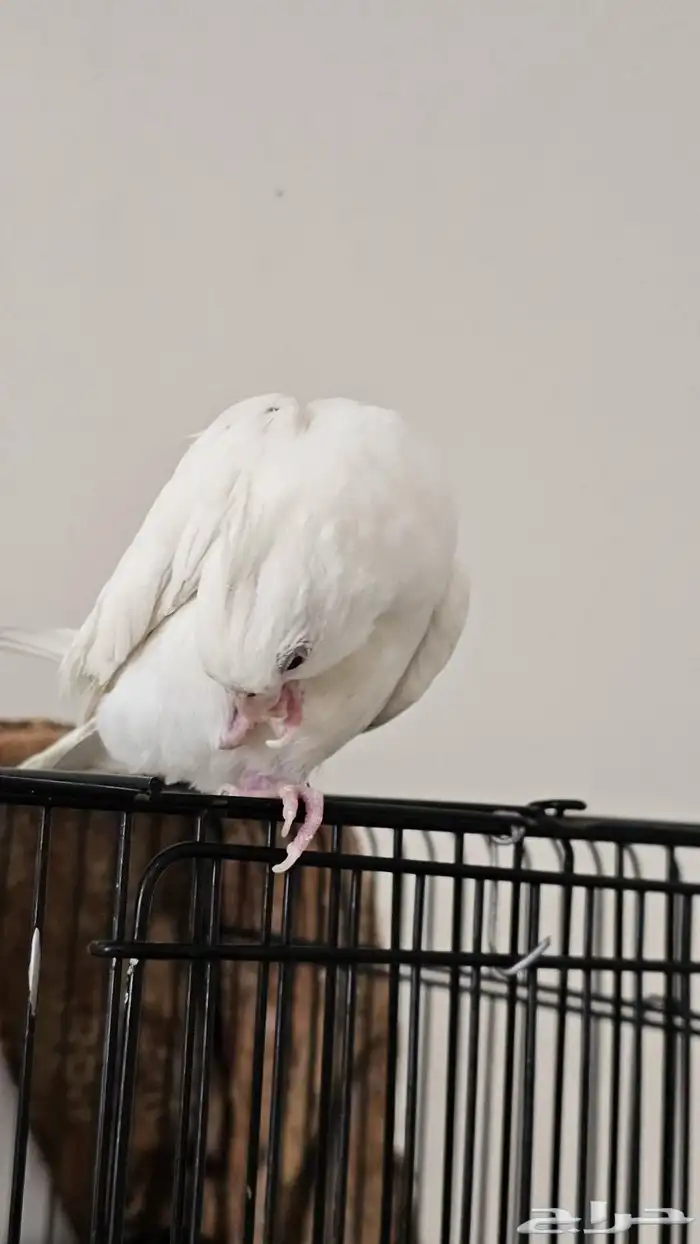 مفقود كروان البينو 3