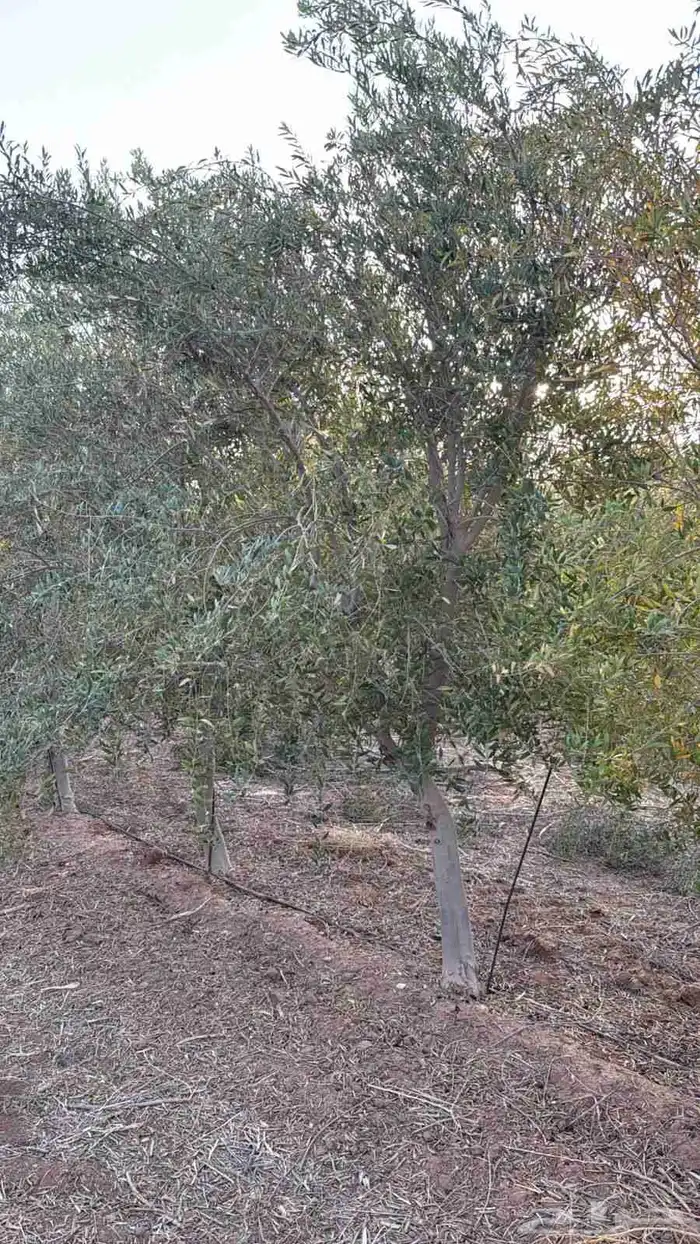 البيع شجار زيتون 6