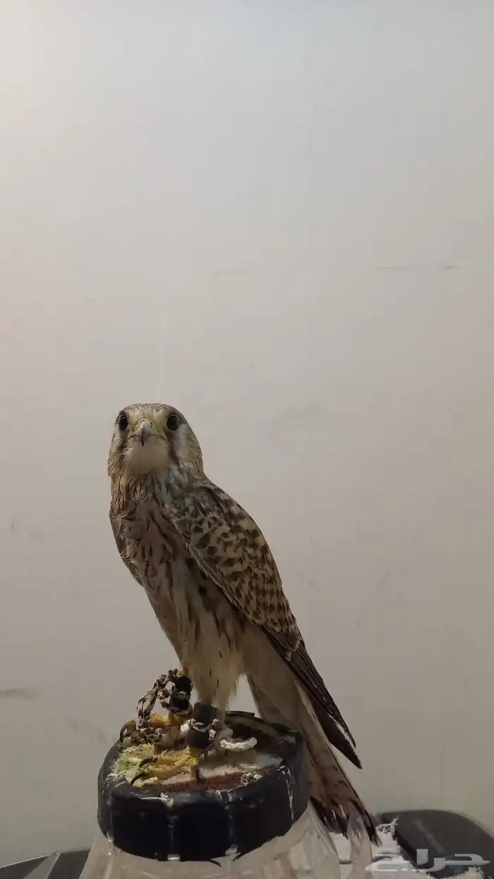 ب ا ش ق مدرب 0