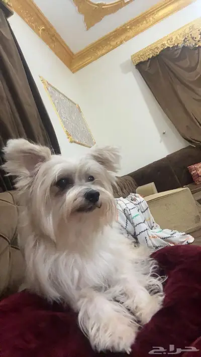 فرصه ذهبيه لمحبين احجام الكلاب الصغيره index