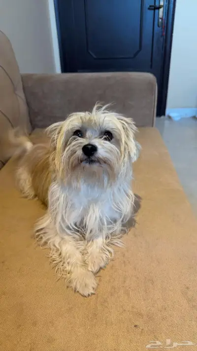 فرصه ذهبيه لمحبين احجام الكلاب الصغيره index