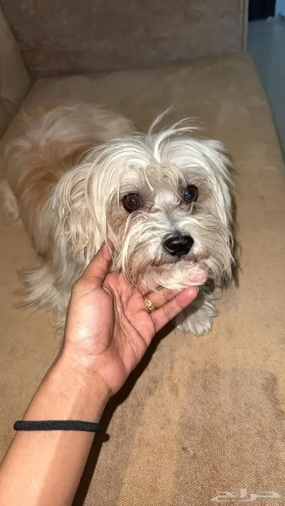 فرصه ذهبيه لمحبين احجام الكلاب الصغيره index