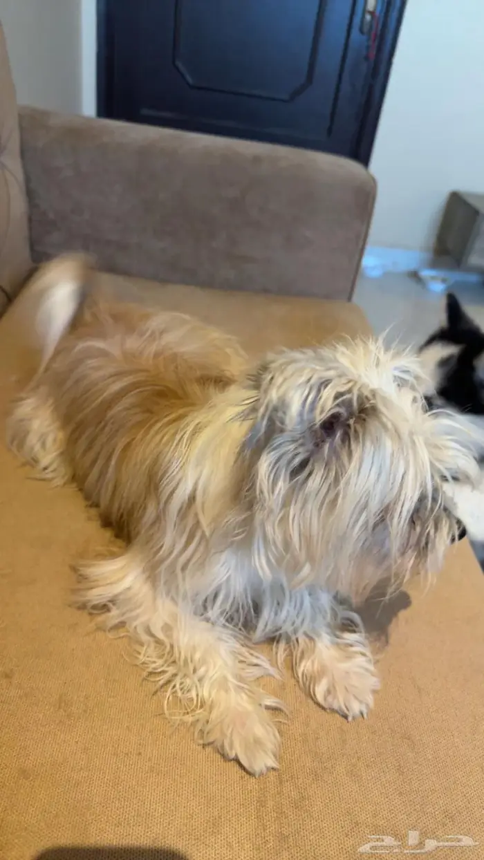 فرصه ذهبيه لمحبين احجام الكلاب الصغيره 1