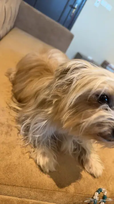 فرصه ذهبيه لمحبين احجام الكلاب الصغيره index