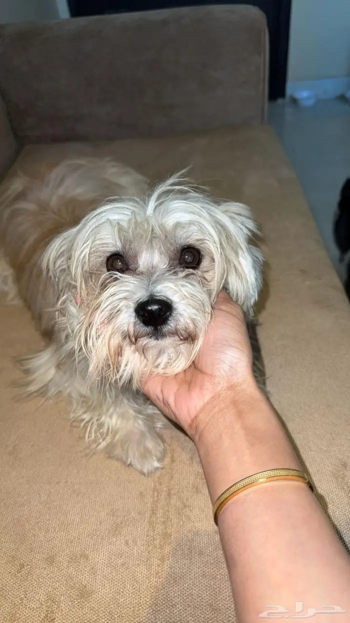 فرصه ذهبيه لمحبين احجام الكلاب الصغيره 3