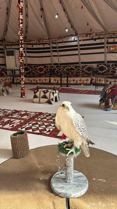 تاجير خيول وهجن وخياله وهجانه وصقور index