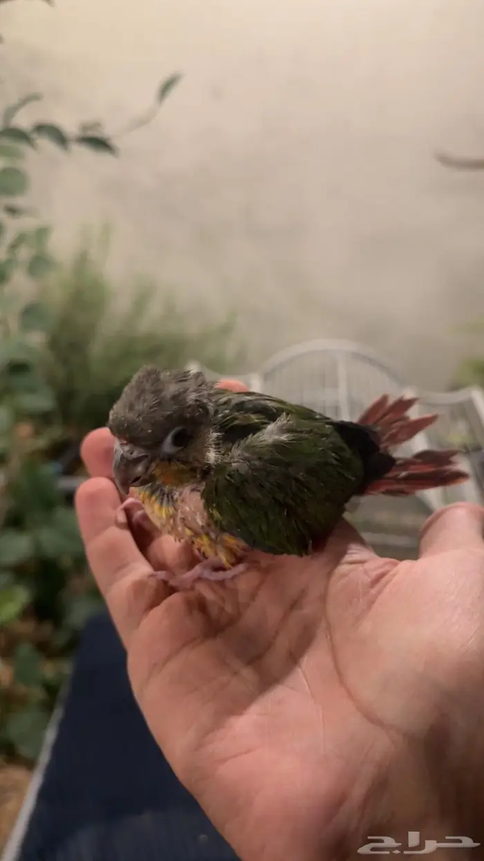 فرخ لوري سكالي وكنيور 4