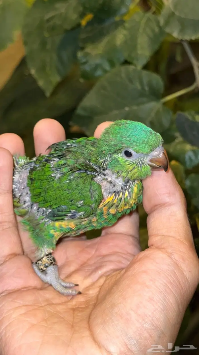 فرخ لوري سكالي وكنيور 2