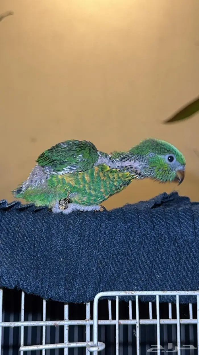 فرخ لوري سكالي وكنيور 0