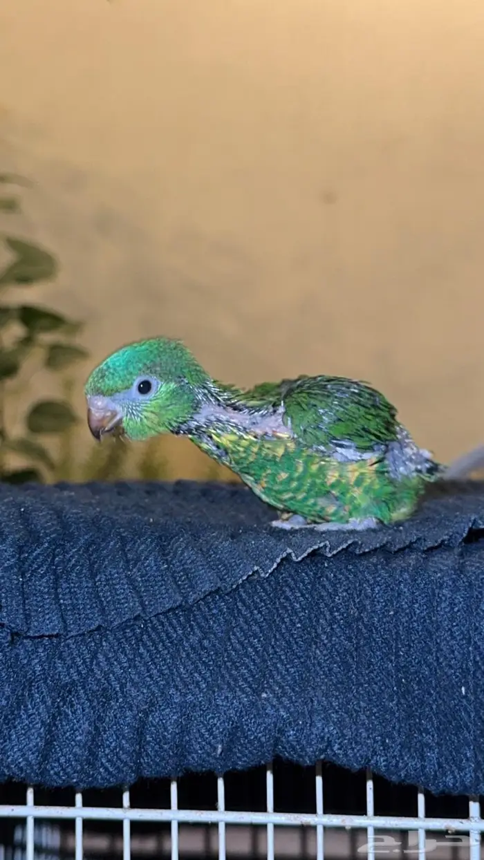 فرخ لوري سكالي وكنيور 3