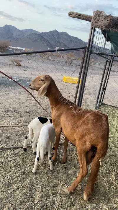 نعجه والد معها 2 ساكنيه 0