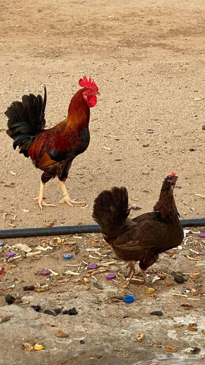 ديك ودجاجه عربي اصيل 0