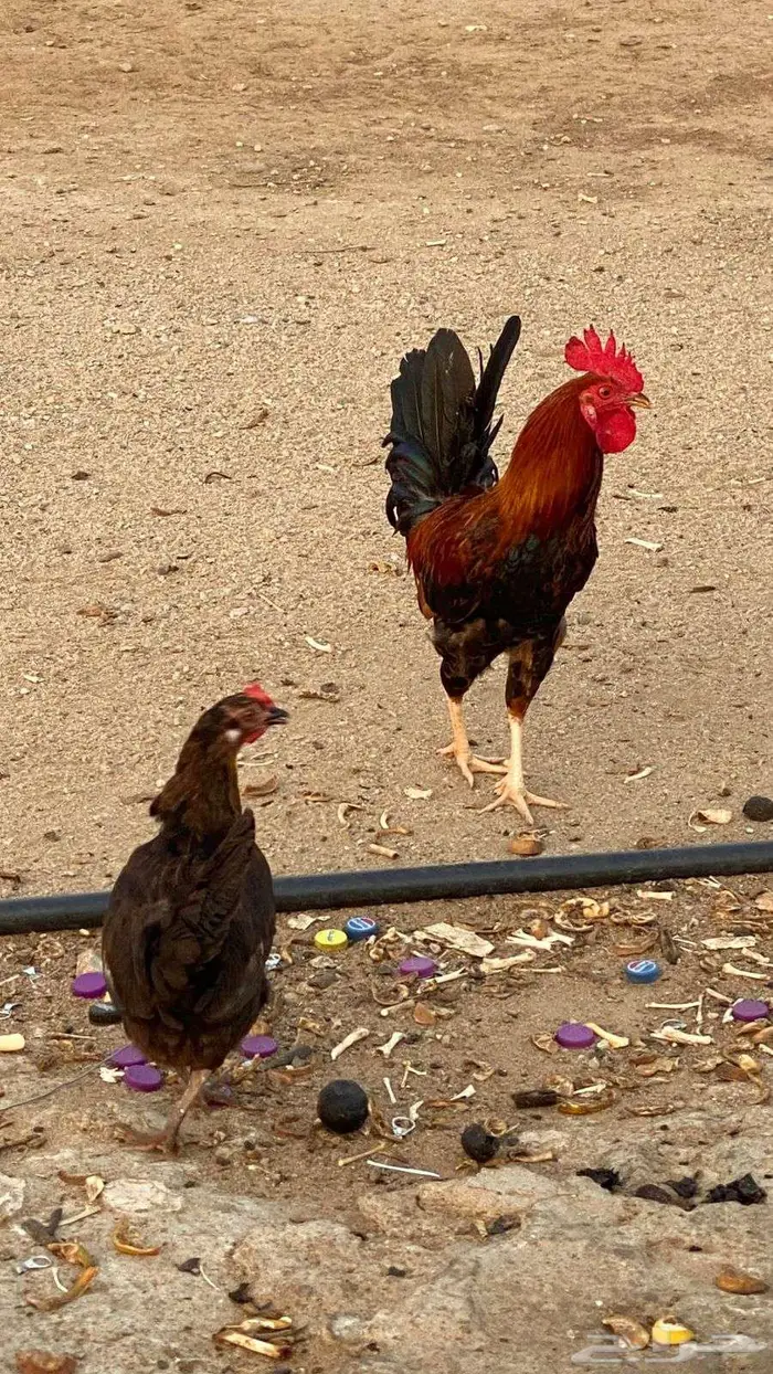 ديك ودجاجه عربي اصيل 2