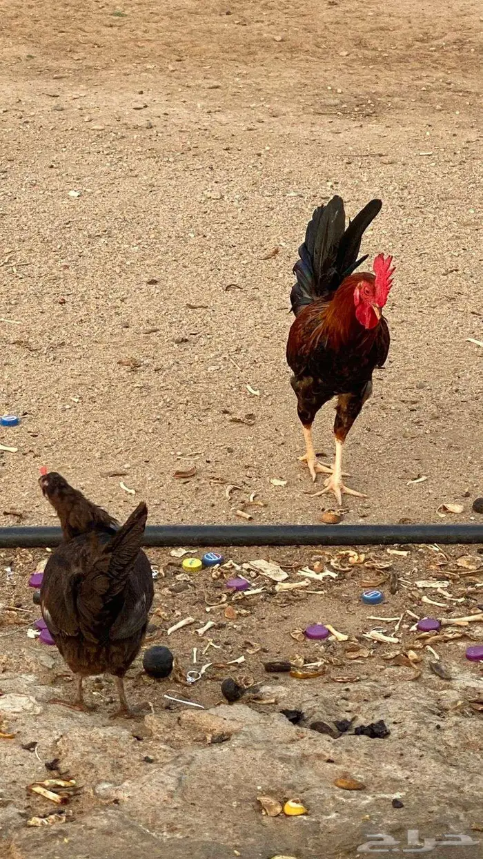 ديك ودجاجه عربي اصيل 1