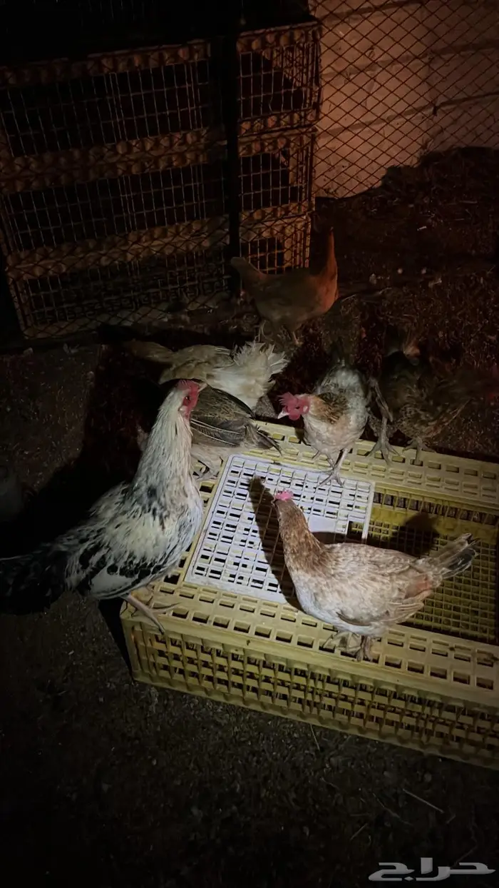 تم البيع تم البيع 0