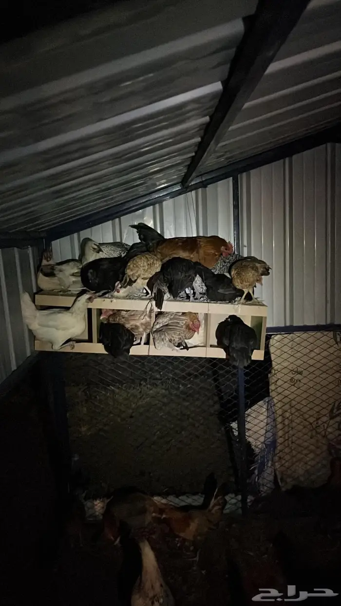 تم البيع تم البيع 2