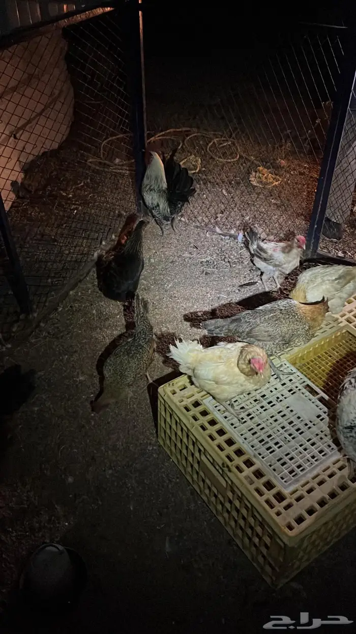 تم البيع تم البيع 3