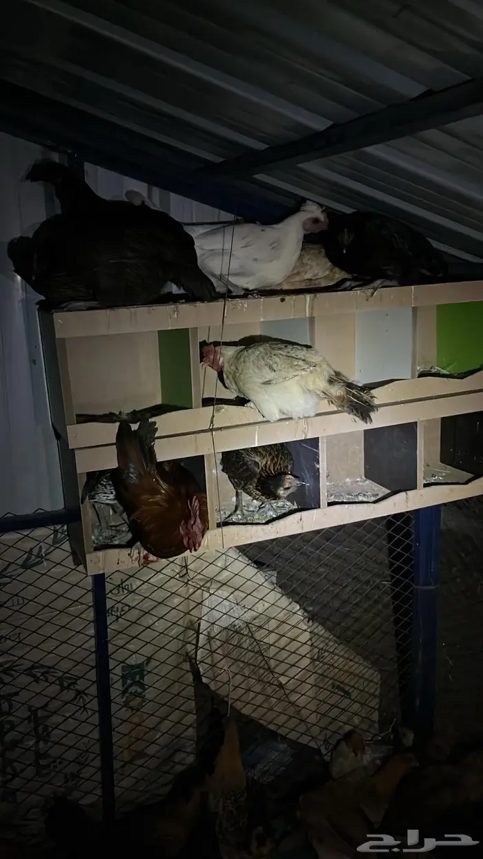 تم البيع تم البيع 6