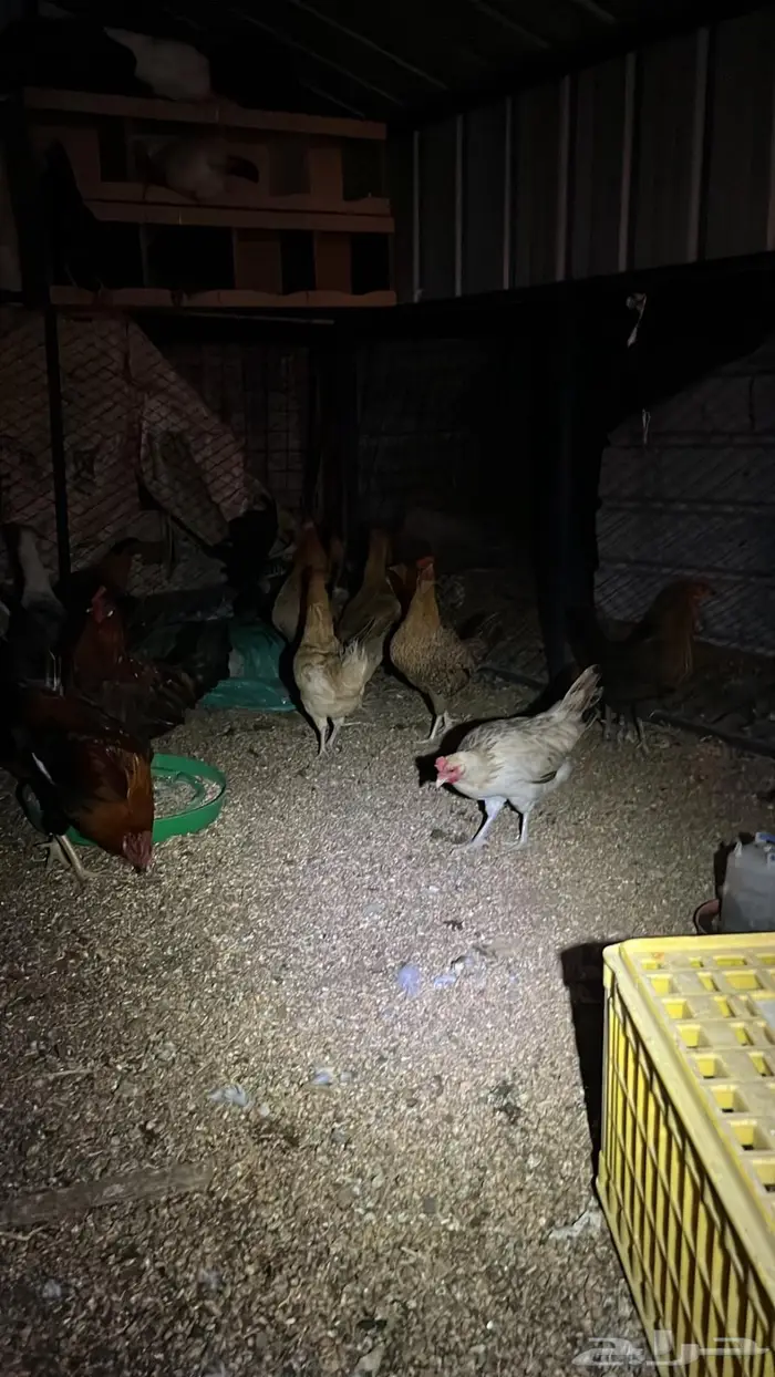 تم البيع تم البيع 5