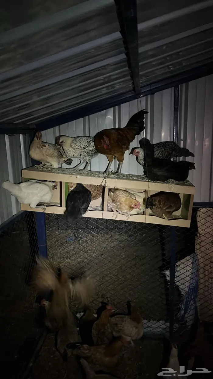 تم البيع تم البيع 7