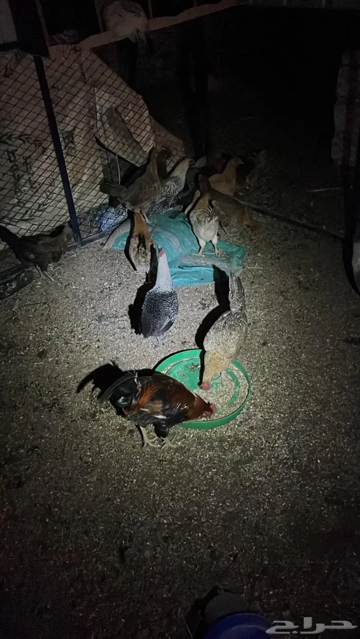 تم البيع تم البيع 1